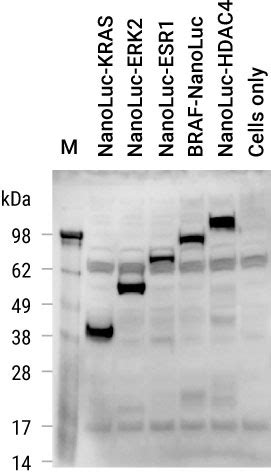 Anti-NanoLuc® Monoclonal Antibody