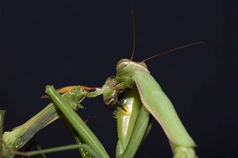 螳螂vs各种昆虫,蝎子vs螃蟹,螳螂vs蜈蚣_大山谷图库