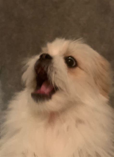 Shocked Puppy Memes - Imgflip