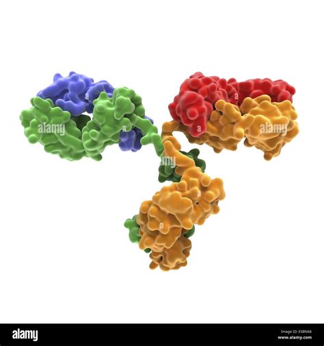 Antibody molecule. Molecular structure of a monoclonal human immunoglobulin (IgG2a). IgG ...