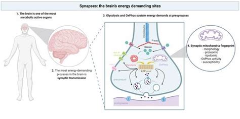 Synapses: The Brain’s Energy-Demanding Sites