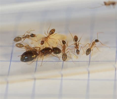 Camponotus Queen, Sugar Ant w/ Eggs Workers -Buy at Antastic