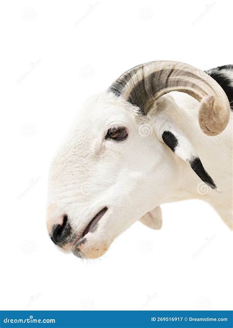 Portrait of a White and Black Sahelian Ram (African Male Sheep), Photo ...