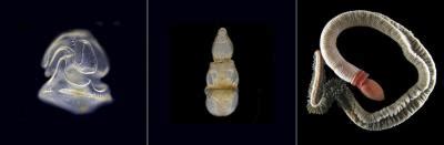 A Male Bug that Turns Female and the Vietnamese Dormouse That's Reading ...