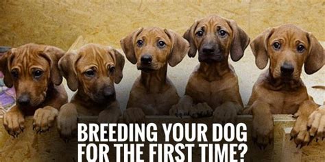 Image result for First Breeding Dogs