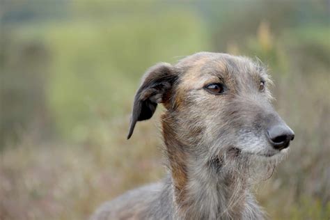 The 11 Most Popular Irish Dog Breeds - A-Z Animals