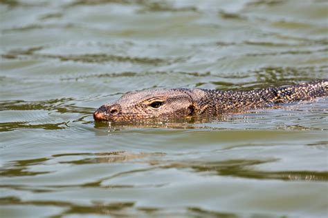 Image result for Monitor Lizard Running Speed
