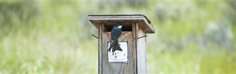 Image result for Tree Swallow Boxes
