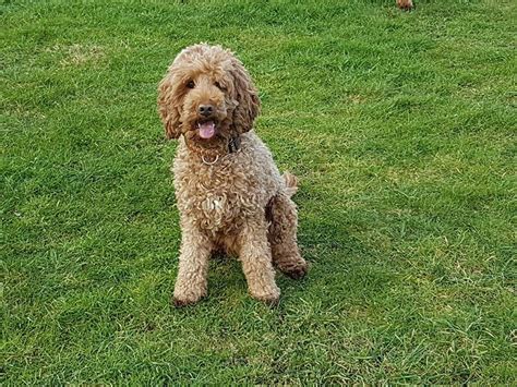 Image result for Beige Cockapoo