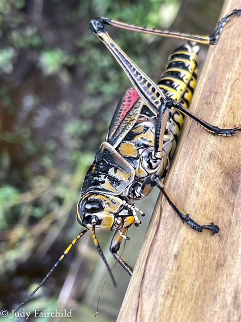 Eastern Lubber Grasshoppers are Colorful and Flightless - Nature Walks ...