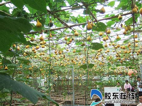 巨型南瓜的种植经验-临沂香树湾现代农业开发有限公司