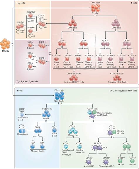 Immunophenotyping & immunophenotyping test lymphoma