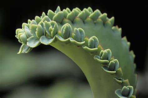 Image result for Vegetative Reproduction Examples