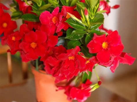 Mandevilla Plant Care - How To Overwinter Mandevilla Plants