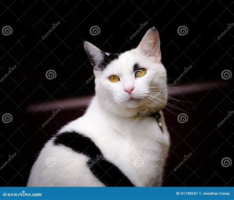 Striped White and Black Cat on Black Background Stock Image - Image of ...