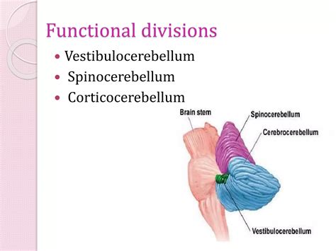 Cerebellum parts and function | PPT