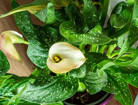 8 Tips For Fertilizing Your Indoor Calla Lily