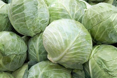 Head Of Cabbage