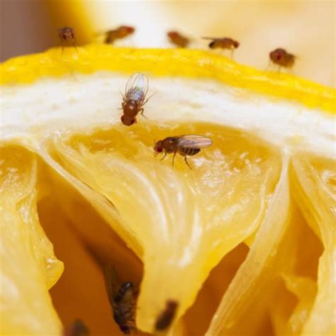 Fruit Flies (Drosophila melanogaster) - Central Pest Control