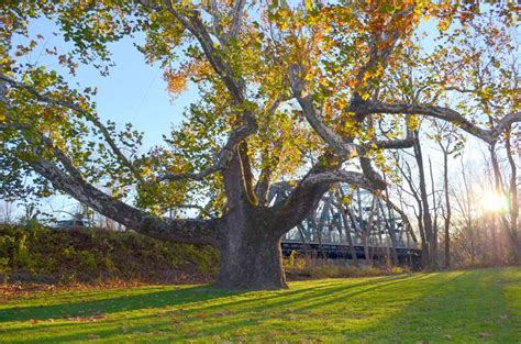 Image result for CT Pine Tree