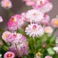 Image result for Types of Daisies