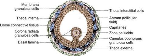 structure of Graafian follicle. - Brainly.in