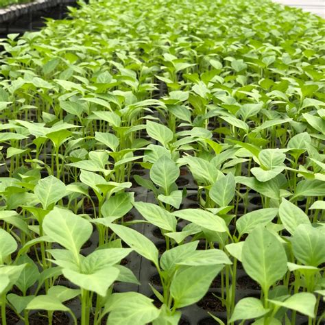 Bell Pepper Seedlings - Eewa Farms