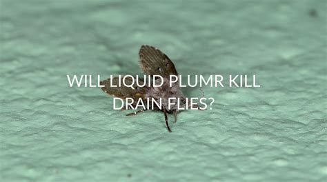 Will Drain Cleaner Kill Drain Flies? - Pest Prevention Patrol