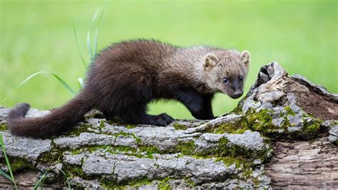 Amazing Animals In Yosemite National Park To Spot On A Visit