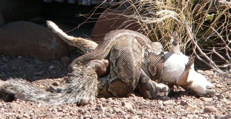 Image result for Angolan Python Care