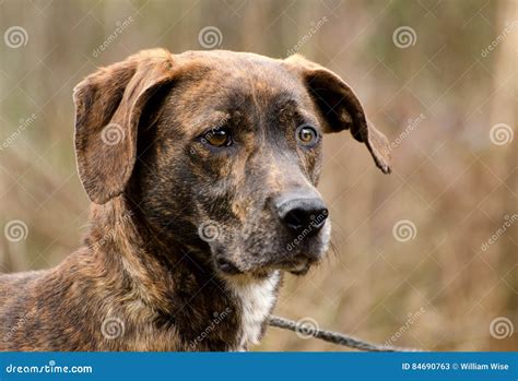 Plott Hound Mixed Breed Dog Stock Image - Image of humane, breed: 84690763