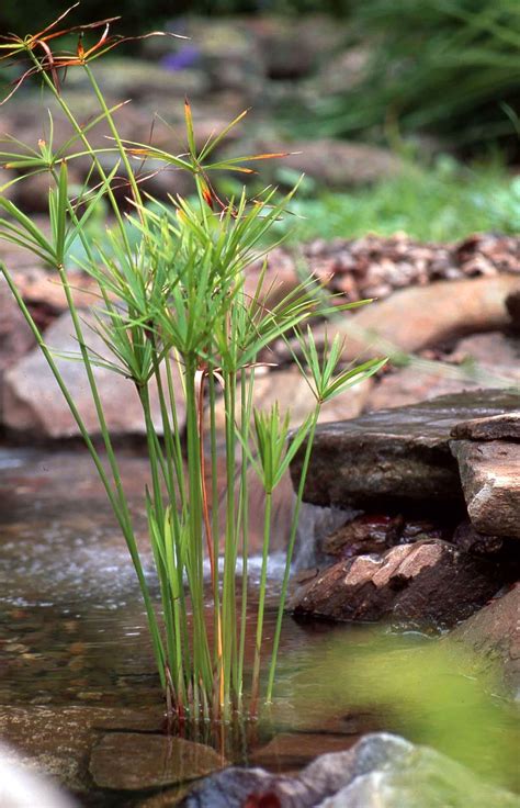 24 Perennial Water-Loving Plants for Damp Areas in Your Garden