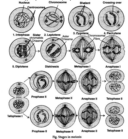 Describe briefly the two phases of meiotic division - CBSE Class 11 ...