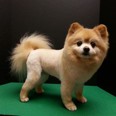 Pomeranian haircut, pom trim, lion trim, lion cut Pomeranian Haircut ...