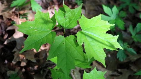 How to Identify Maple Trees: Red, Sugar, and Silver Maples Made Simple ...