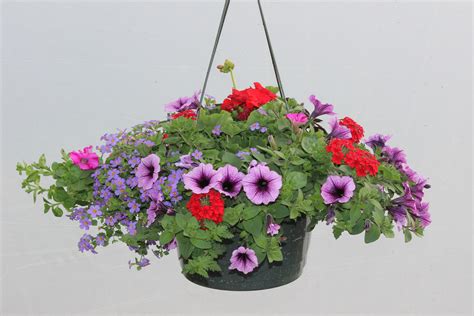Large Wave Petunias Hanging Baskets at Amelie Woolley blog