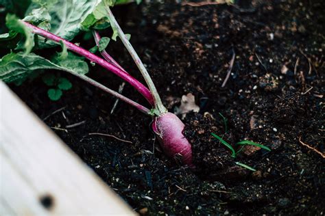 Radish Companion Plants: Tips for a Successful Radish Garden