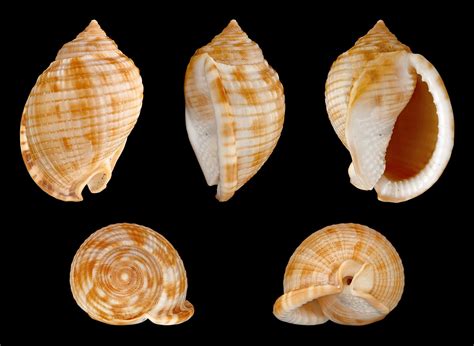 7 Rare Seashells Found on Sanibel Island & 7 Common Shells