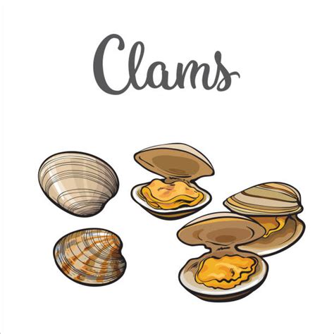 Clam Illustrations, Royalty-Free Vector Graphics & Clip Art - iStock