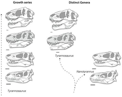 Taxonomic Status of Nanotyrannus lancensis (Dinosauria ...