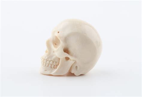 Hand carved mammoth ivory skull - Arctic Antiques