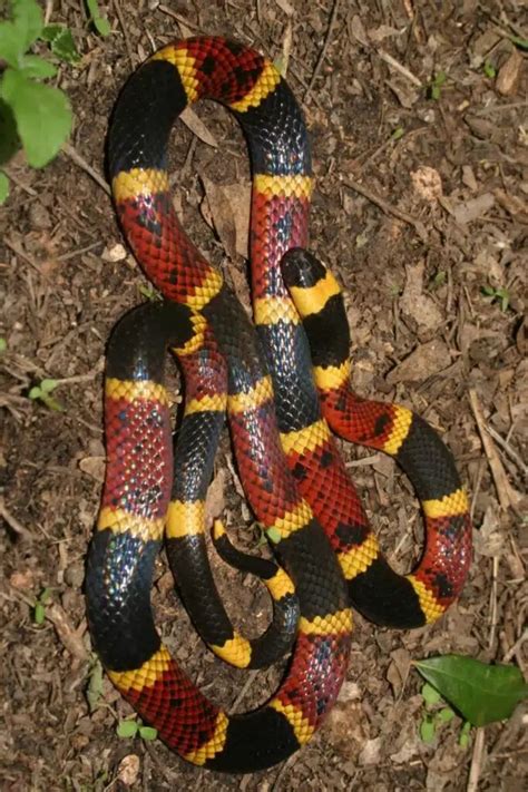 Texas Coralsnake - Black Yellow and Red Snake | Black and yellow snake ...