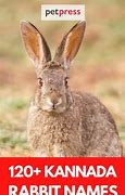Image result for Baby Rabbit Names