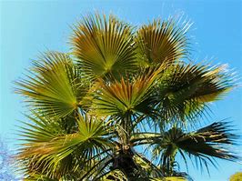Image result for Chinese Windmill Palm Tree