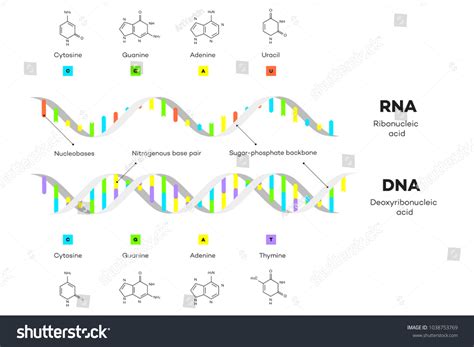 RNA 的图像结果
