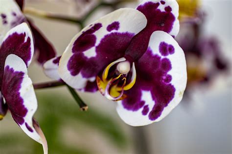 Butterfly Atrium at Hershey Gardens | Jerry Bellew - Wildlife & Nature ...