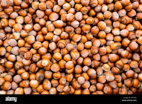 Image result for Hazelnut in Shell