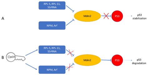 Viruses | Special Issue : Human Betaretrovirus and Related Diseases