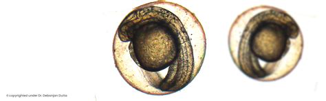 Agrivet Research & Advisory