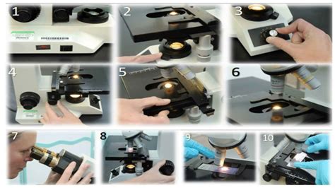 Using a Light Microscope 的图像结果